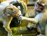 Groepsrondreis Indonesië - Bali aap
