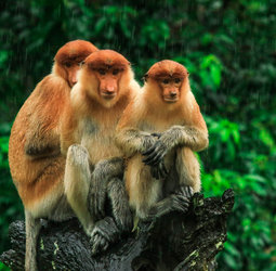 Rondreis Maleisisch Borneo