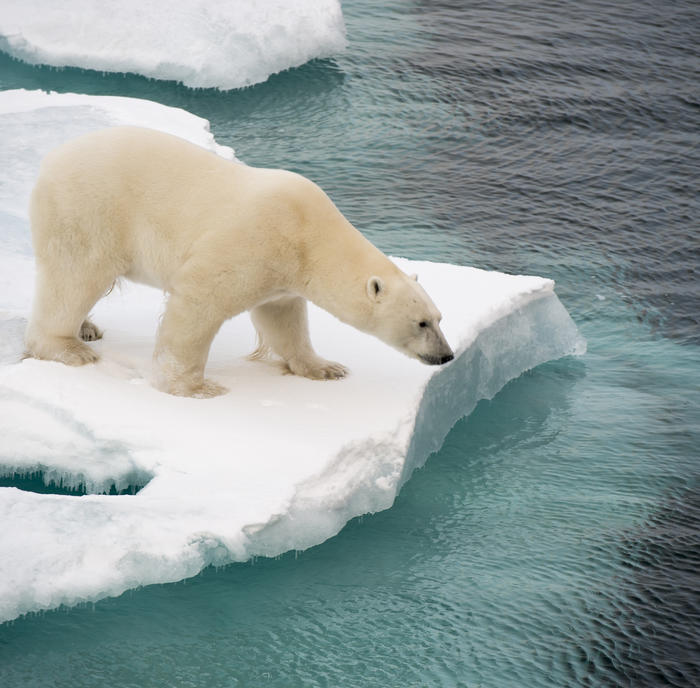 IJsberen Spitsbergen 