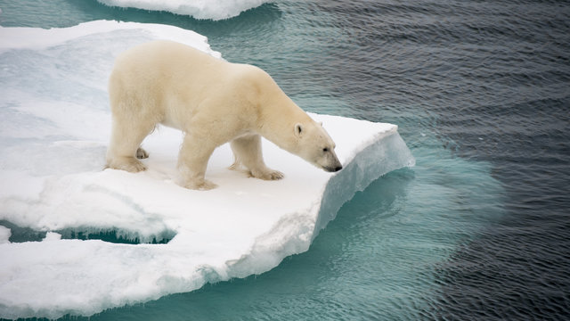IJsberen Spitsbergen 