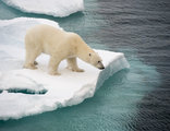 IJsberen Spitsbergen 