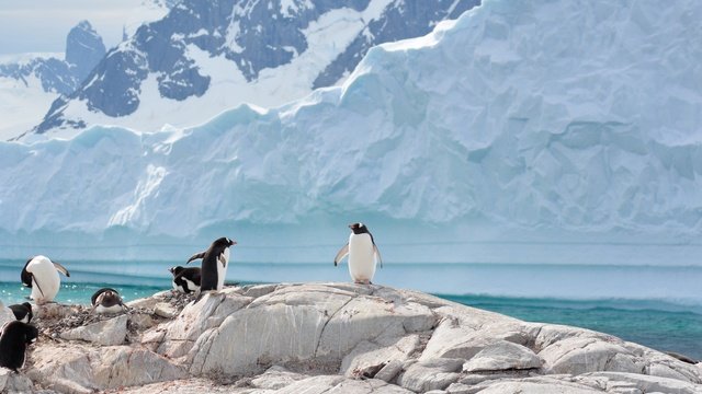 Pinguïn, Antarctica, Falklands en South Georgia