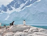 Pinguïn, Antarctica, Falklands en South Georgia
