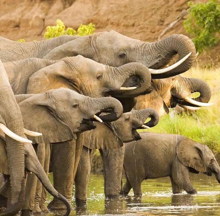 Familiereis zuidelijk afrika