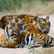Groepsrondreis India - tijgerreis