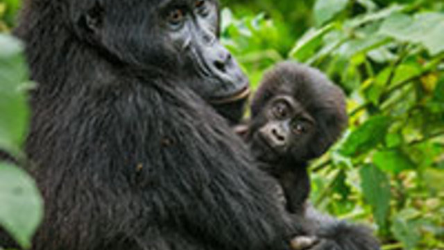 Gorilla