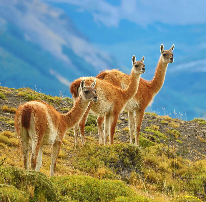 Torres del Paine