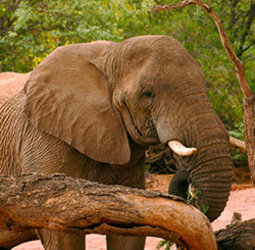 Rondreis Namibië, Botswana/Zuid-Afrika