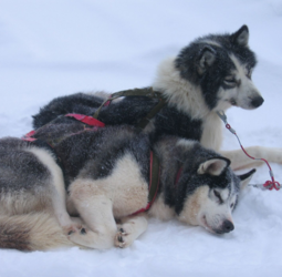 Rondreis Finland Winter - Paljakka