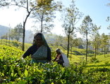 theeplantage rondreis Sri Lanka