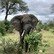 Groepsrondreis Zuid-Afrika Tuinroute & Kruger