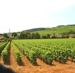 Fietsvakantie Frankrijk Bourgondië