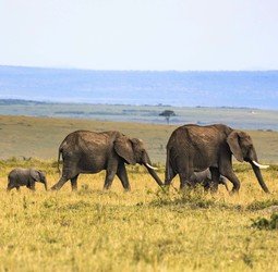 Rondreis Vrouw op Reis naar Kenia