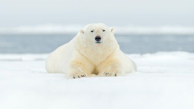 Van Spitsbergen, naar Groenland & IJsland