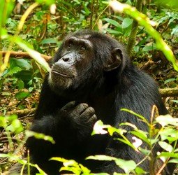 Groepsrondreis Uganda Natuur Plus Pop-Up