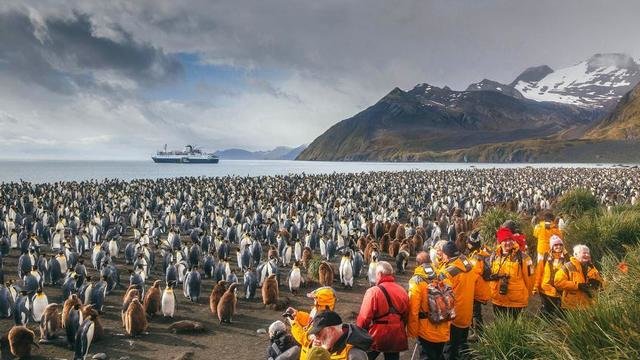 Pinguïn, Antarctica en South Georgia