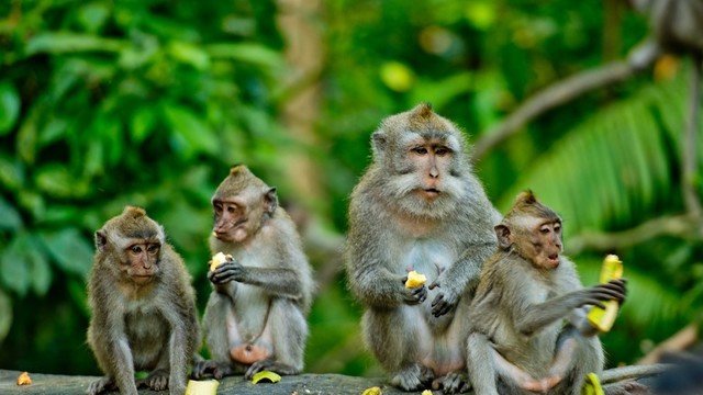 Groepsrondreis Indonesië - Bali aap