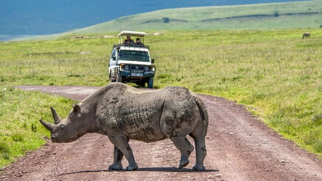 Neushoorn in Kenia