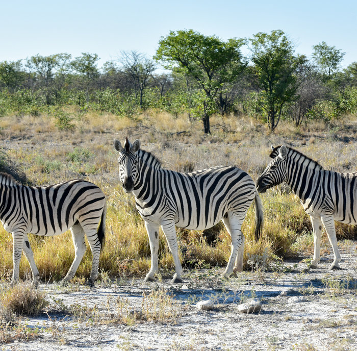 Zuidelijk Afrika rondreis