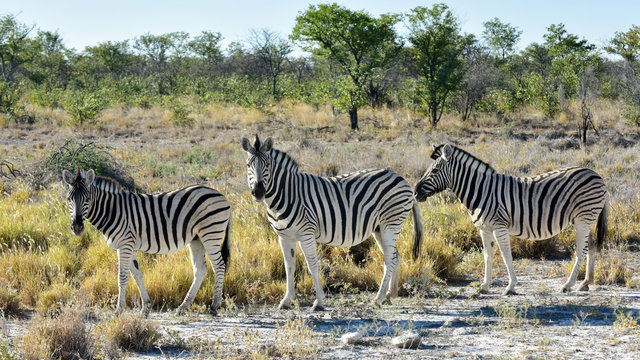 Zuidelijk Afrika rondreis
