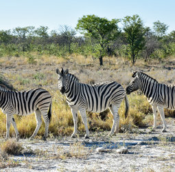 Online bestellen: Groepsrondreis Zuidelijk Afrika - kampeerreis