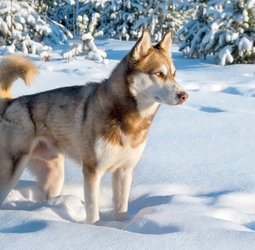 Groepsrondreis Lapland Winter - KylmÃ¤luoma afbeelding