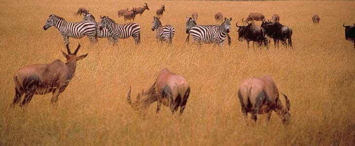​De 5 mooiste nationale parken in Zuid-Afrika