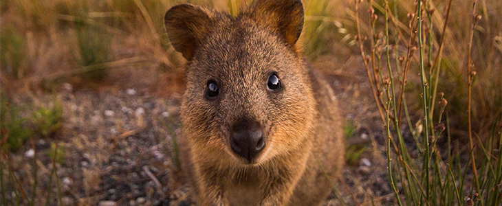 6 bijzondere dieren die alleen in Australië voorkomen
