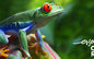 Hoe Costa Rica alleen maar groener wordt