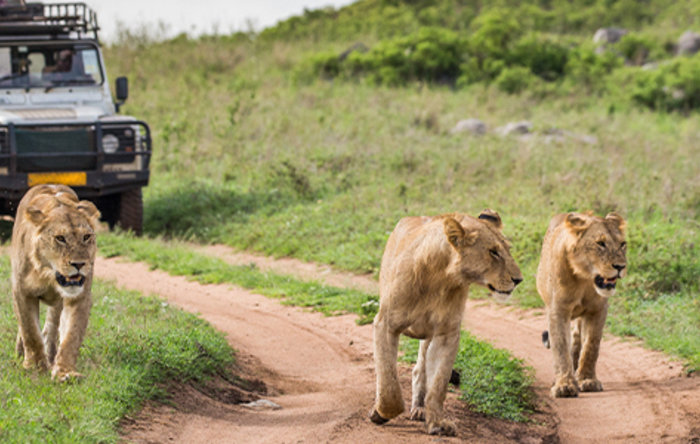 De mooiste wildlifebestemmingen ter wereld: dit is onze top 10!