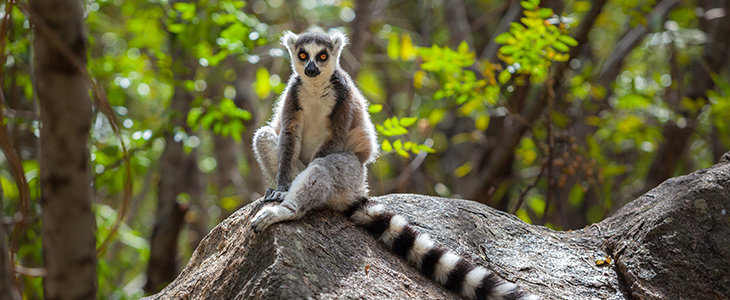 De unieke flora & fauna van Madagascar