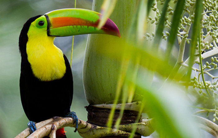 Costa Rica top 10 wilde dieren