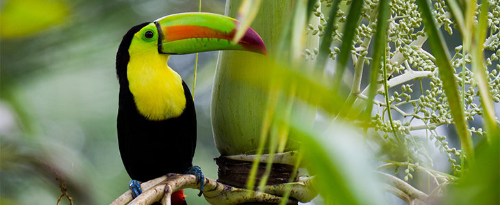 Costa Rica: top 10 wilde dieren