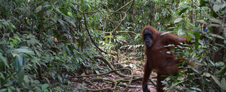 Sumatra: Orang-Oetans spotten in de jungle!