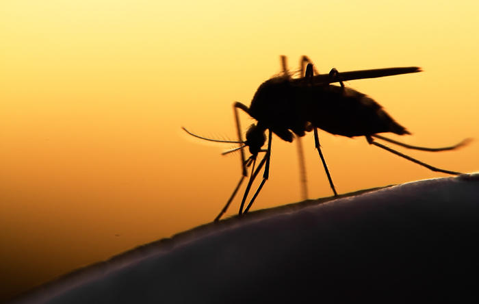 De beste tips tegen muggen
