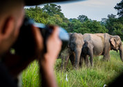 SriLanka-YalaNP.jpg