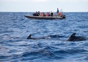 dolfijnentocht Madeira