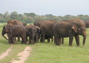 Sri_Lanka_2006_Gert_Lijnes__121_.JPG