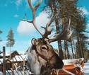 Rondreis Lapland rendier