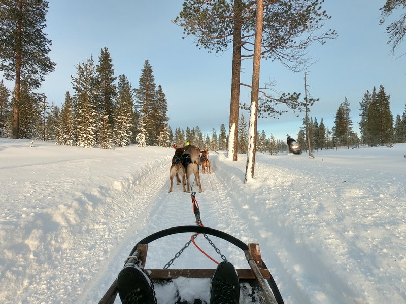 Rondreis Lapland sleehonden