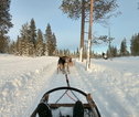 Rondreis Lapland sleehonden