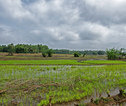 rice paddy