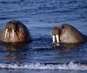 Walrussen Spitsbergen