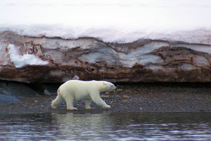 IJsbeer Noordpool, Spitsbergen