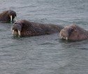 walrussen bij moffen