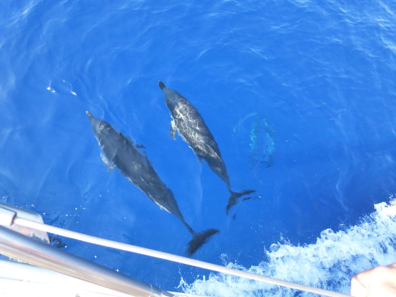 Familiereis Griekenland dolfijnen