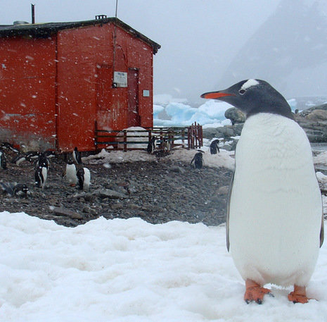 Pinguïns Antarctica