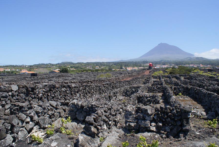 Vinhas da Criacao Velha, Pico