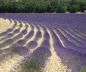 provence lavendar fields 02