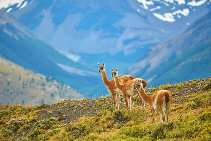 Patagonië Guanaco